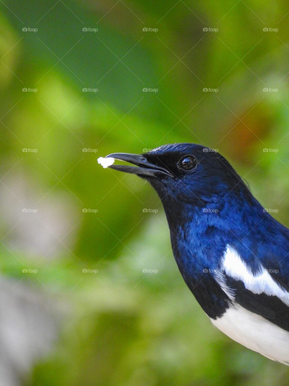 Robin eating a rice