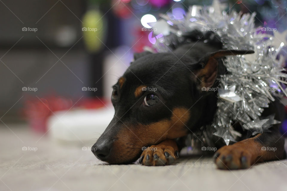 Christmas pinscher dog