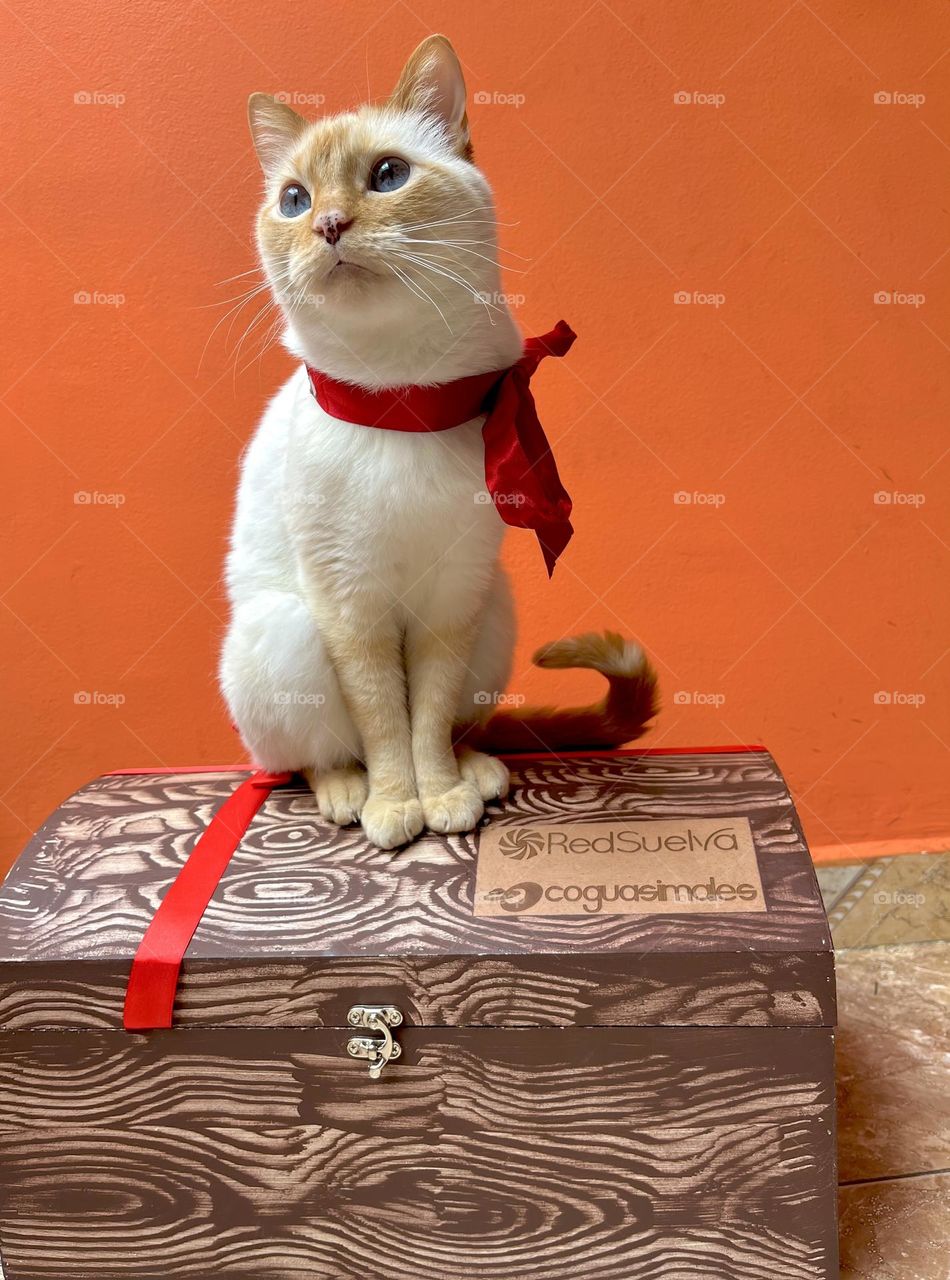 A fancy cat with a red tie