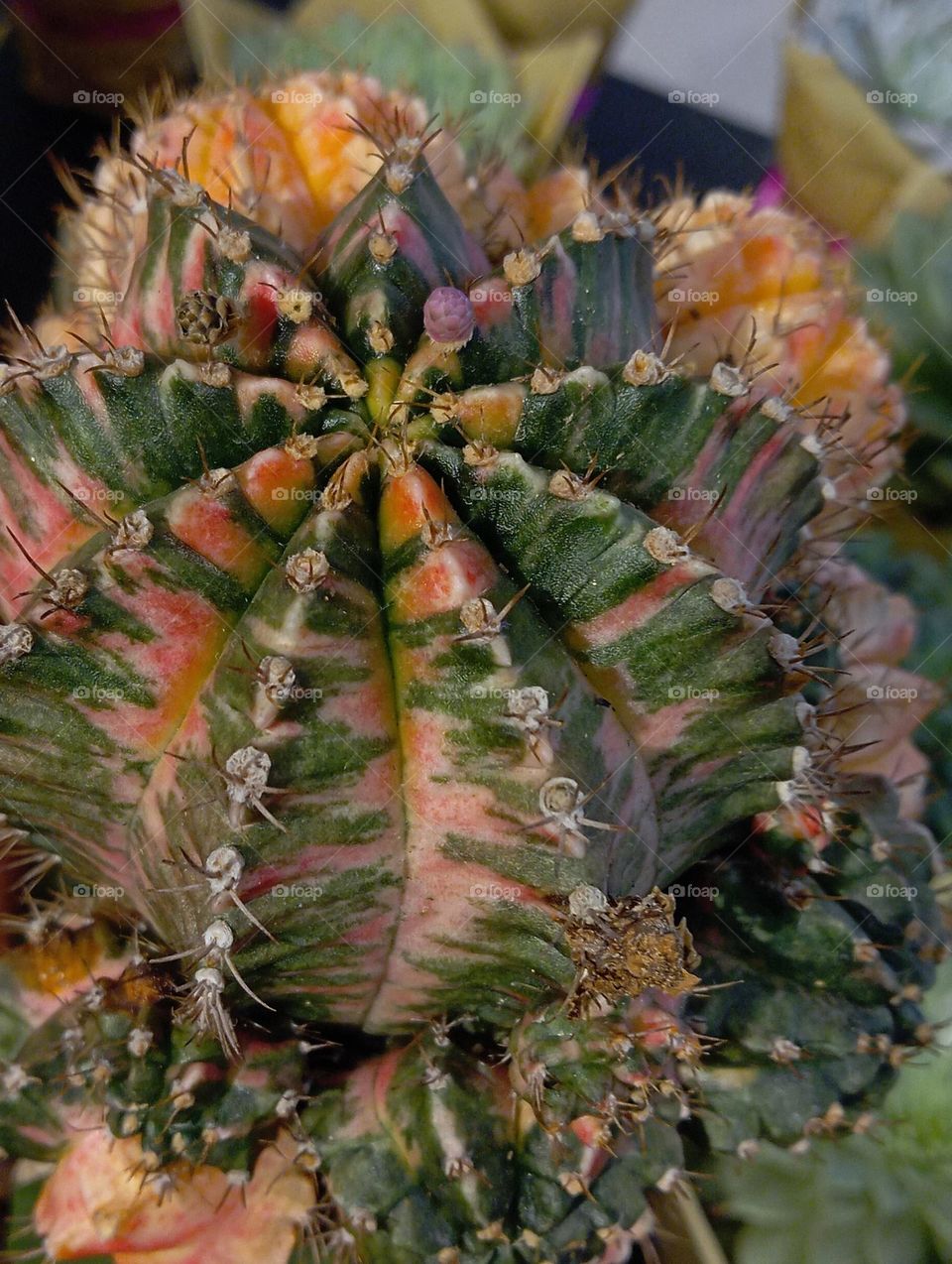 colourful cactus