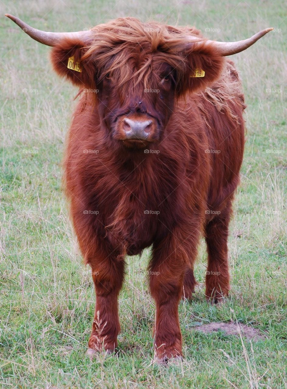 sweden field revingehed cattle by humlabumla1