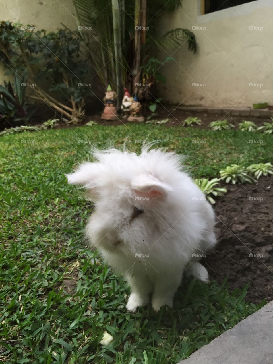 south america 
guinea pig
fluffy
cute
holidays
vacation
travelling
