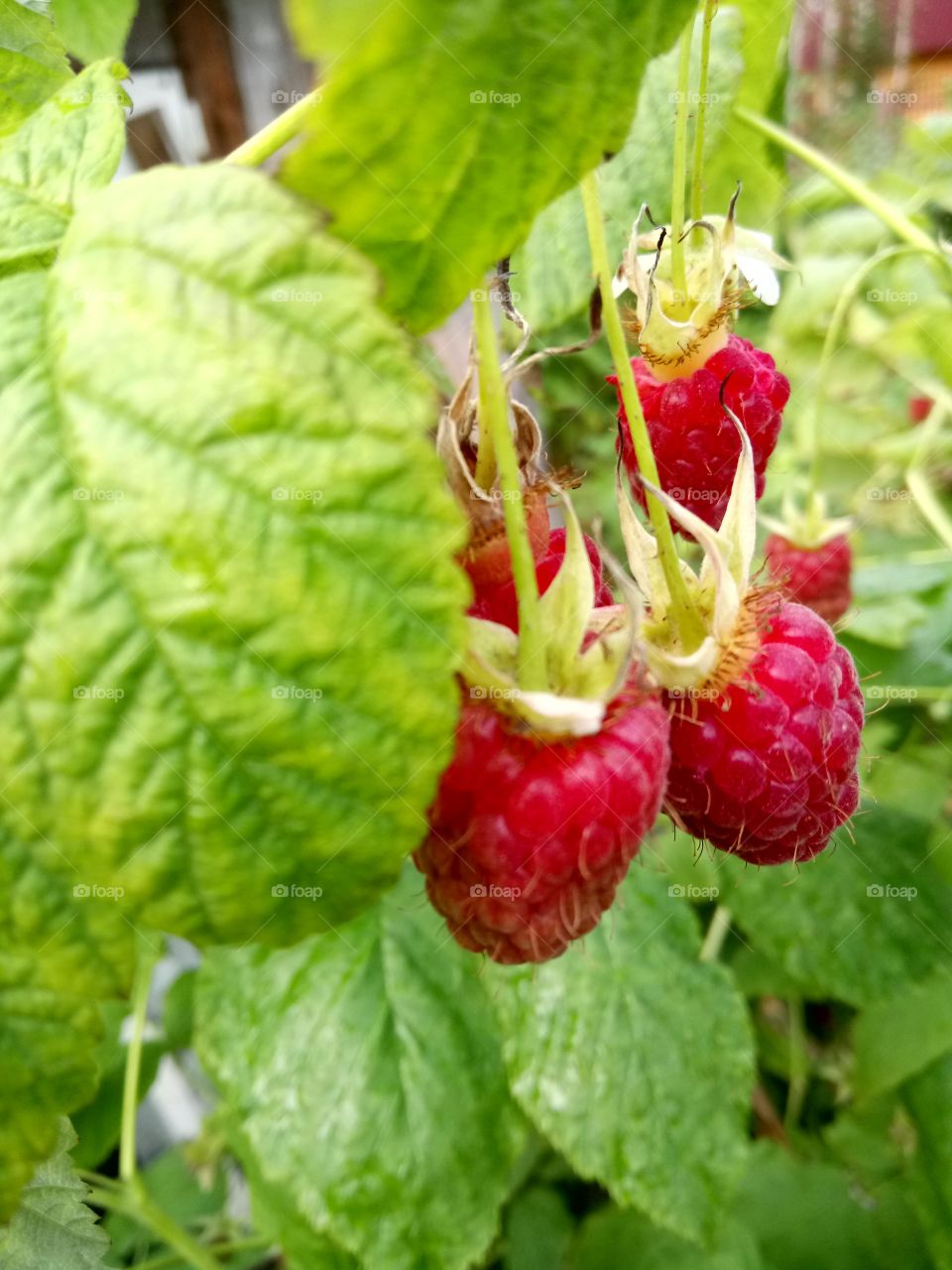 Last raspberry
