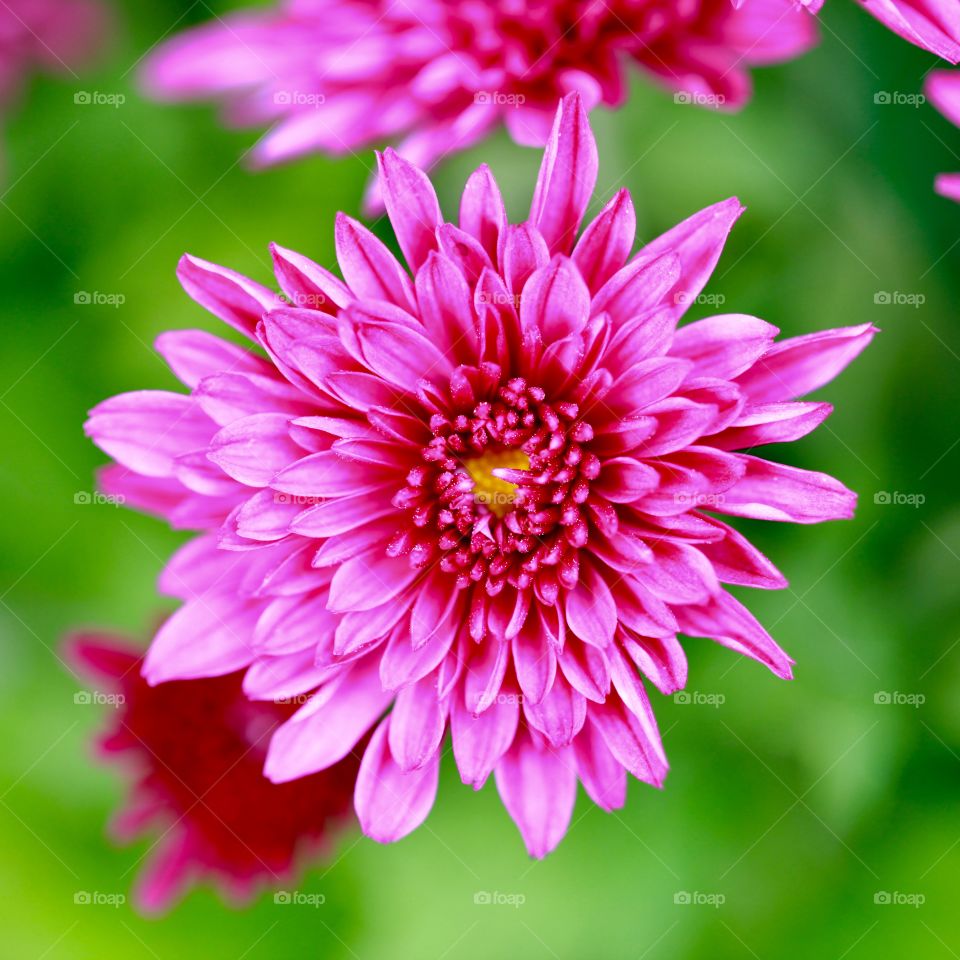 chrysanthemum