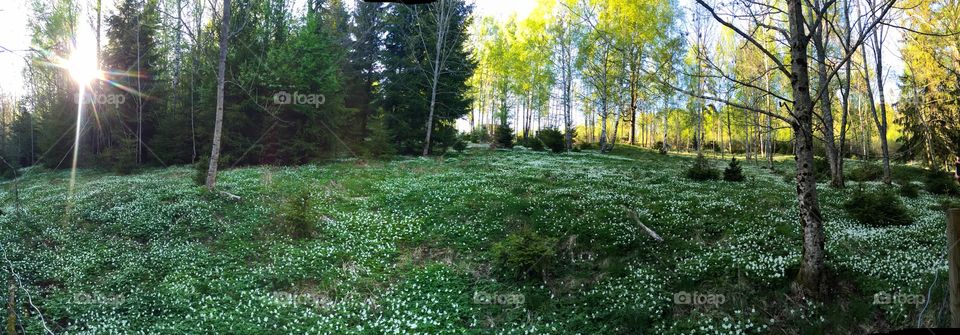 Anemone nemorosa ( hvitveis ) in Bærum, Norway