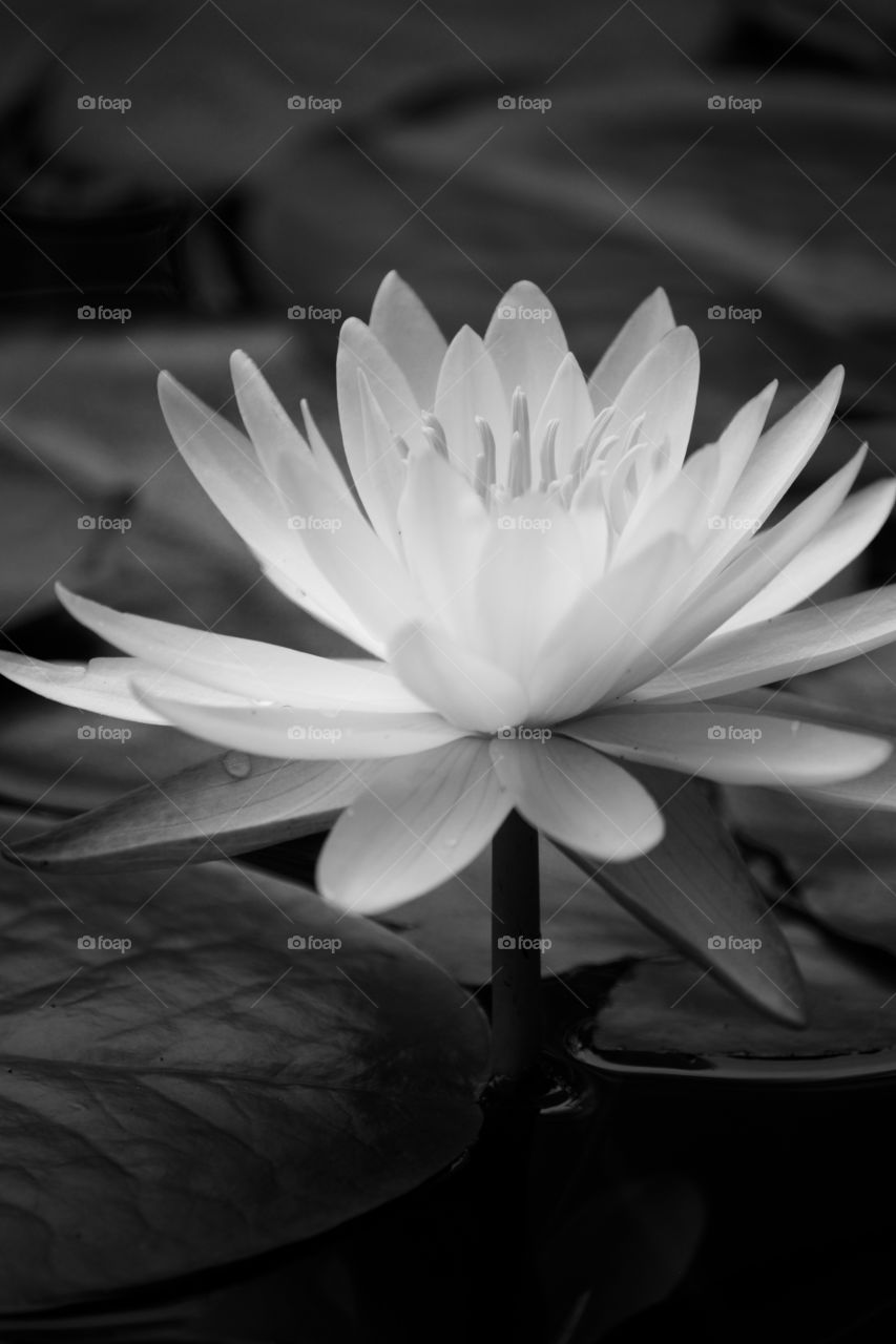 Lotus flower has bloomed