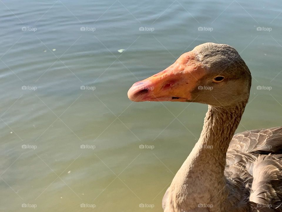 duck in the lake