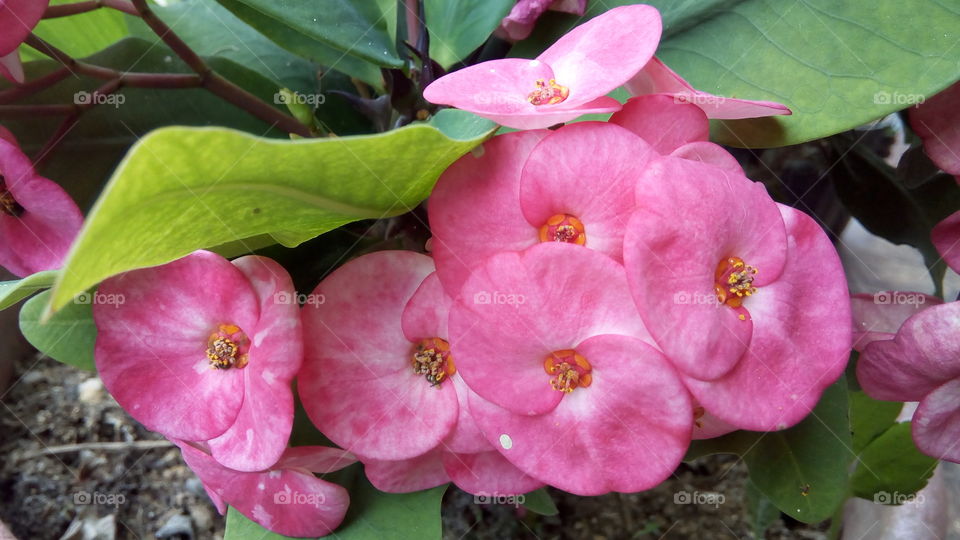 Pink Flowers