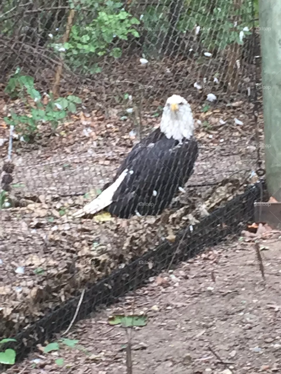 Eagle
