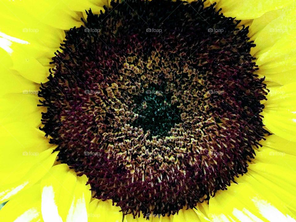 Sunflower Close-up