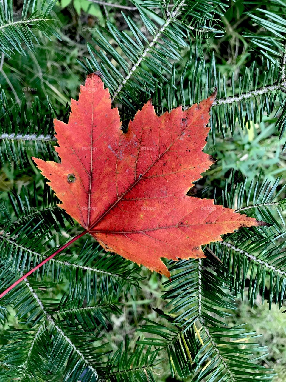 Red maple leaf on a pine tree