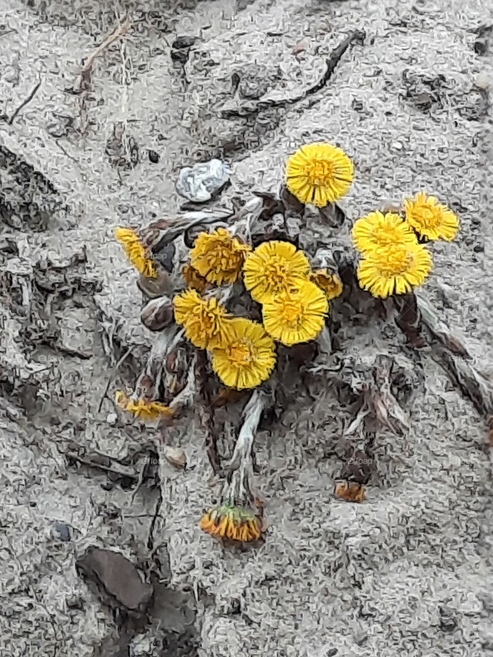 close-up of yellow flowers of coltsfoot on sand