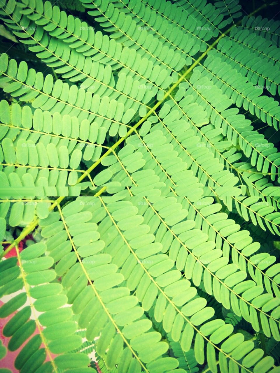 background texture,texture photo,leaves design,background photo,leaf background,texture design,multi-purpose background photo,cute texture photo,background texture for you,one texture photo in a thousand,