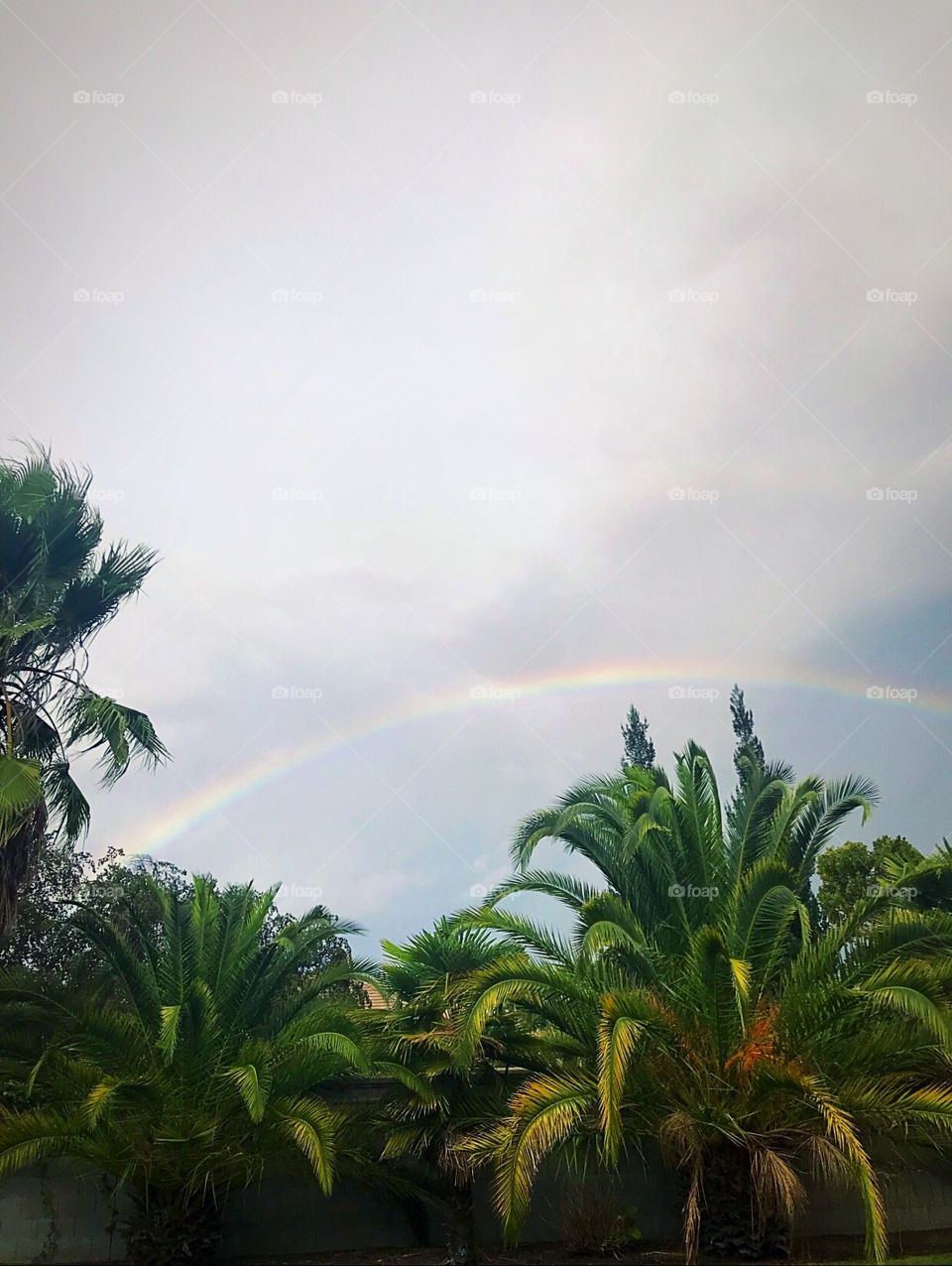 Rainbow and palm Trees 