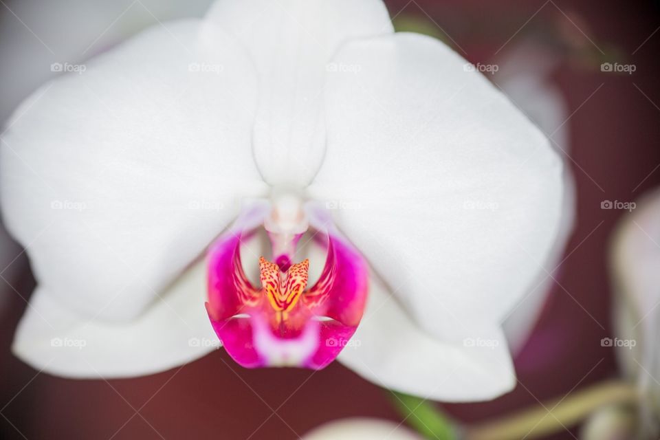Orchid