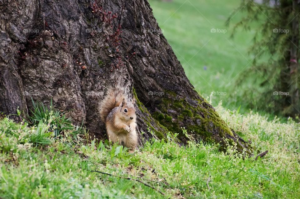 Urban nature:Wildlife