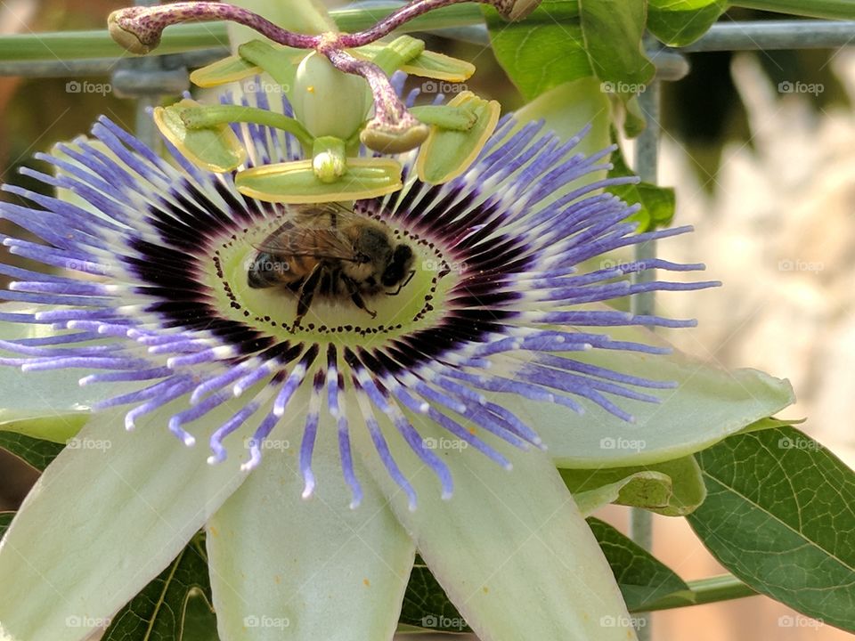 visitor on this beautiful passion flower