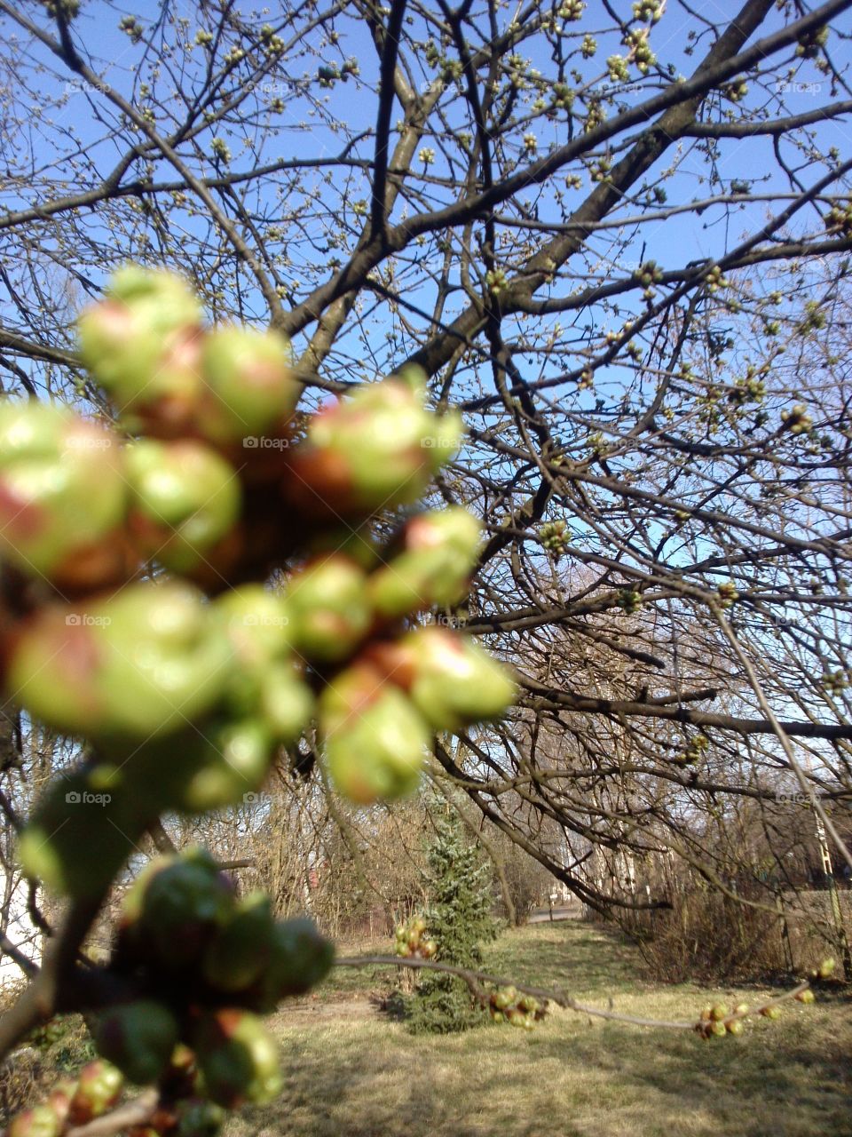 flower buds