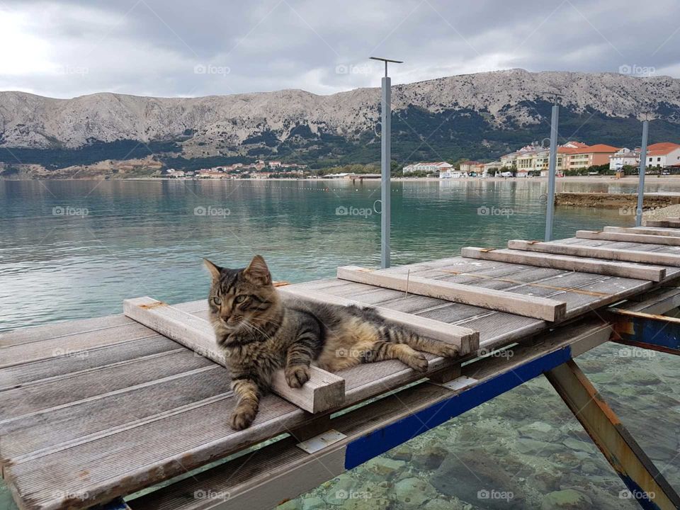 A relaxed cat on the bridge.