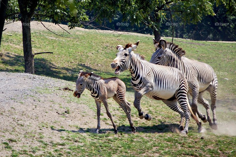 Run! Dad is mad! Male zebra chasing young zebra as mother tries to intervene 