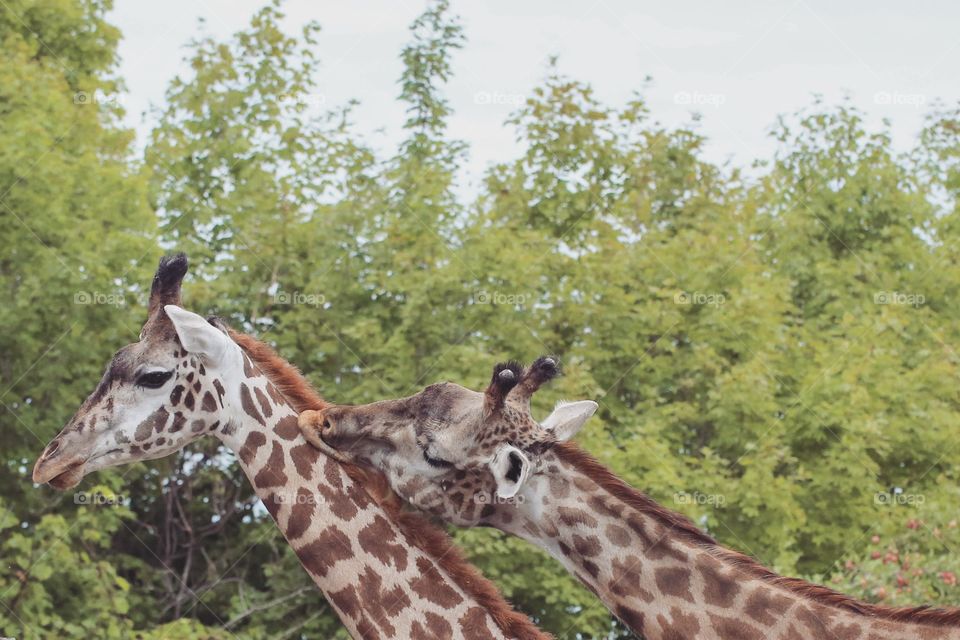 Two giraffes