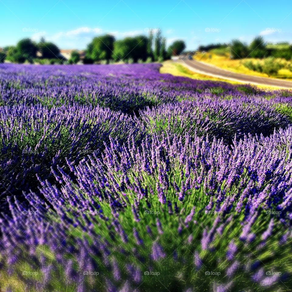 Lavender fields lining the streets of Plateau de valensole, Provence 