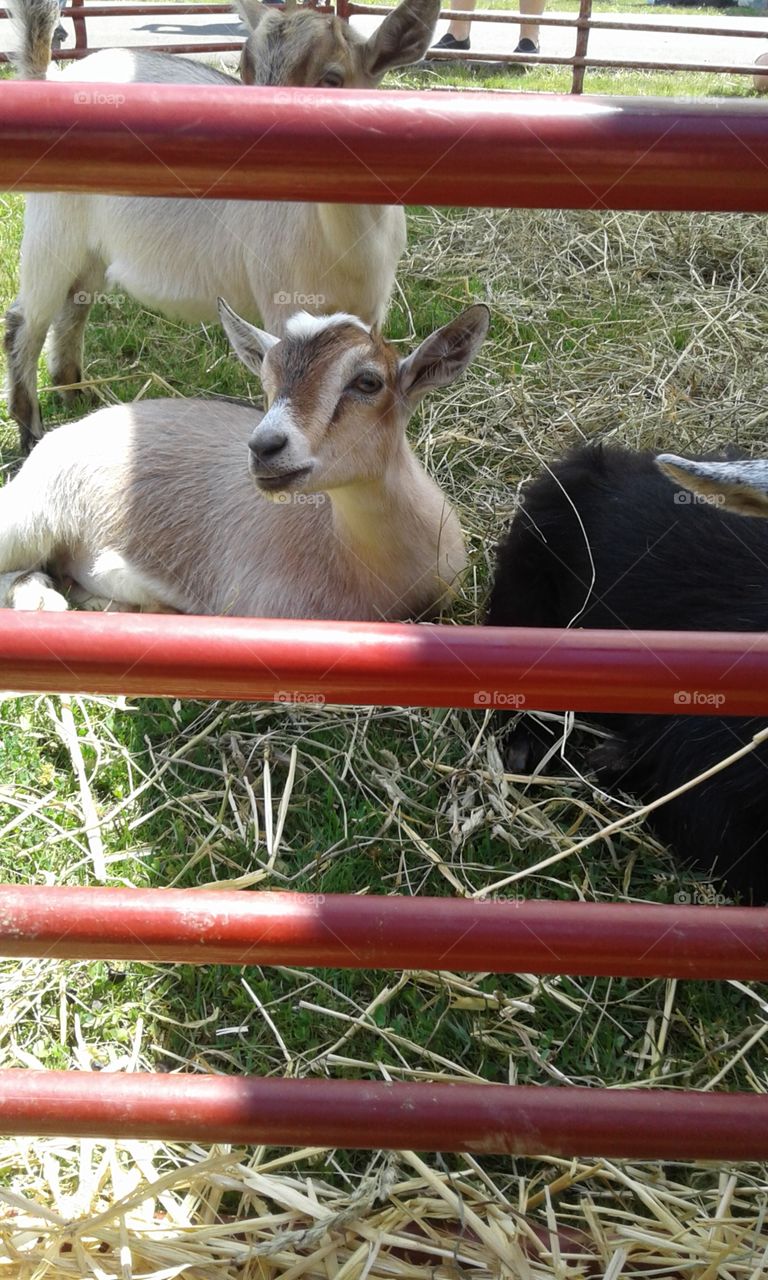Super duper cute pygmy goat