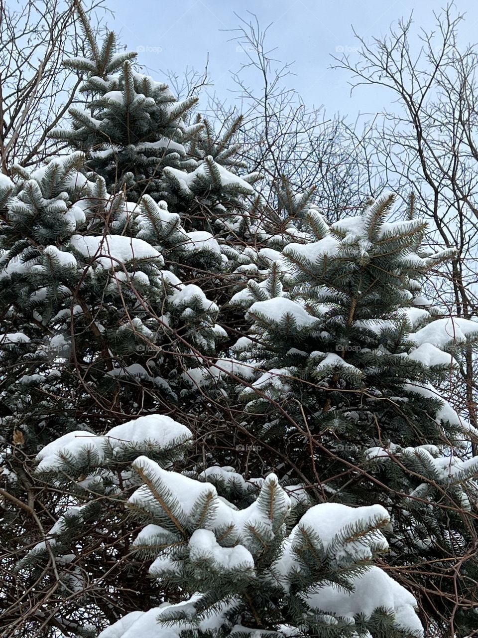 Snow on a pine tree