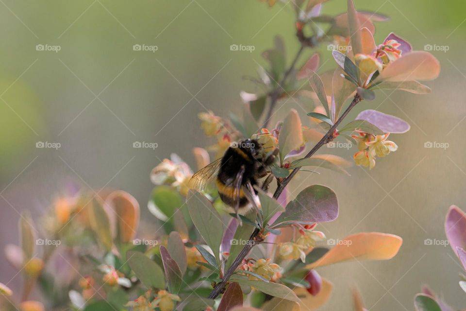 A bumblebee on barberry flowers