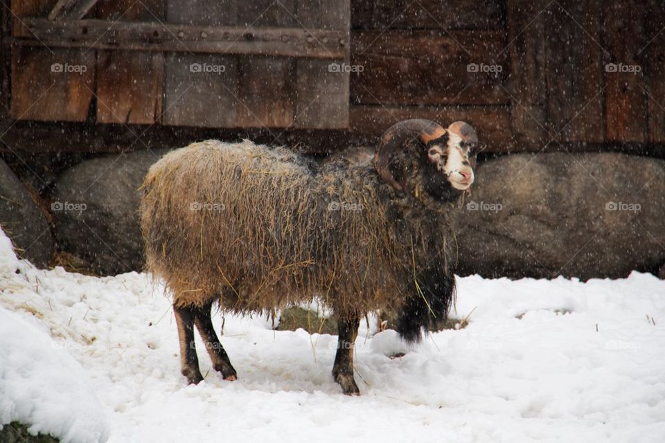 Sheep in the snow 