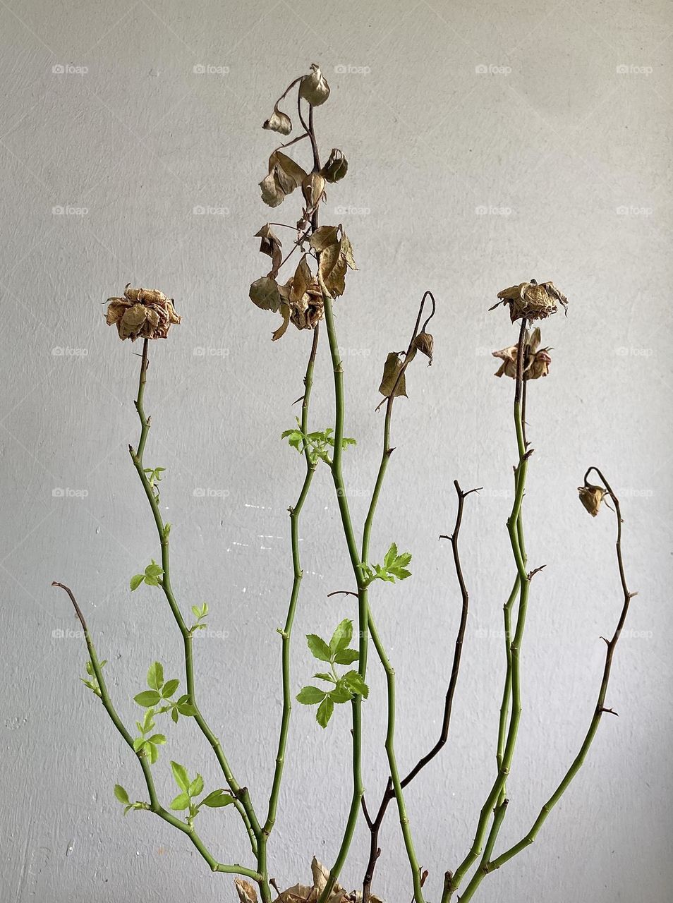 It’s alive! Magic of spring…when the seemingly dead bounces back to life, new leaves emerging from dry rose plant