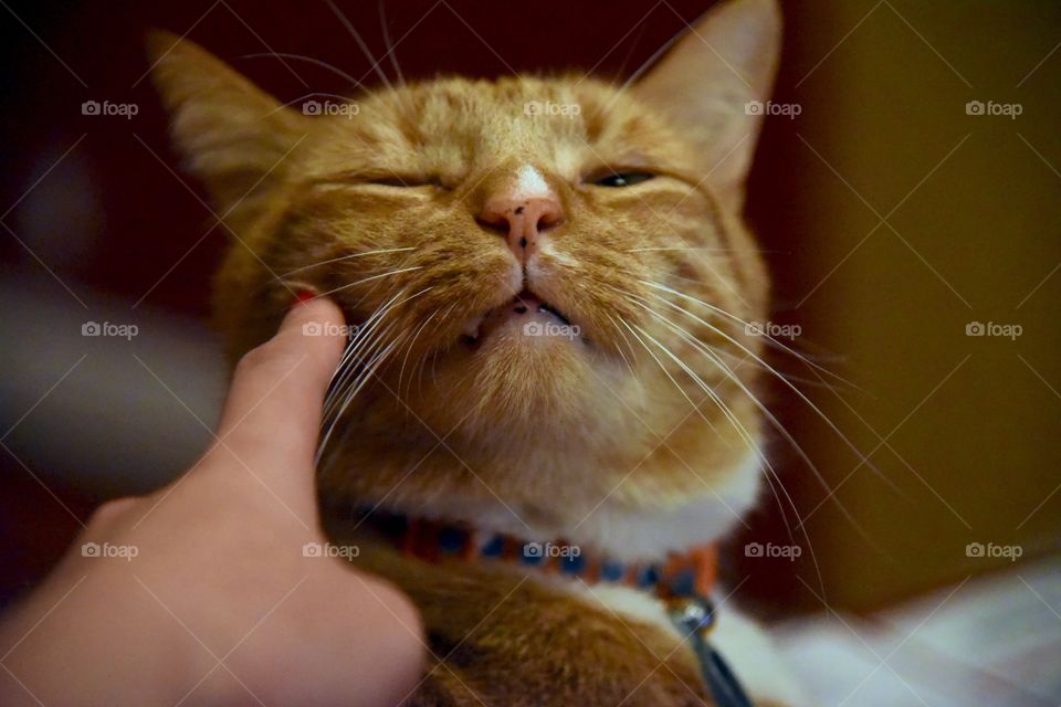 cat being tickled 