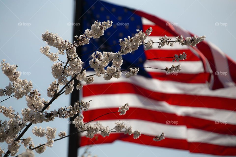 Vote Joe Biden for American Presidency