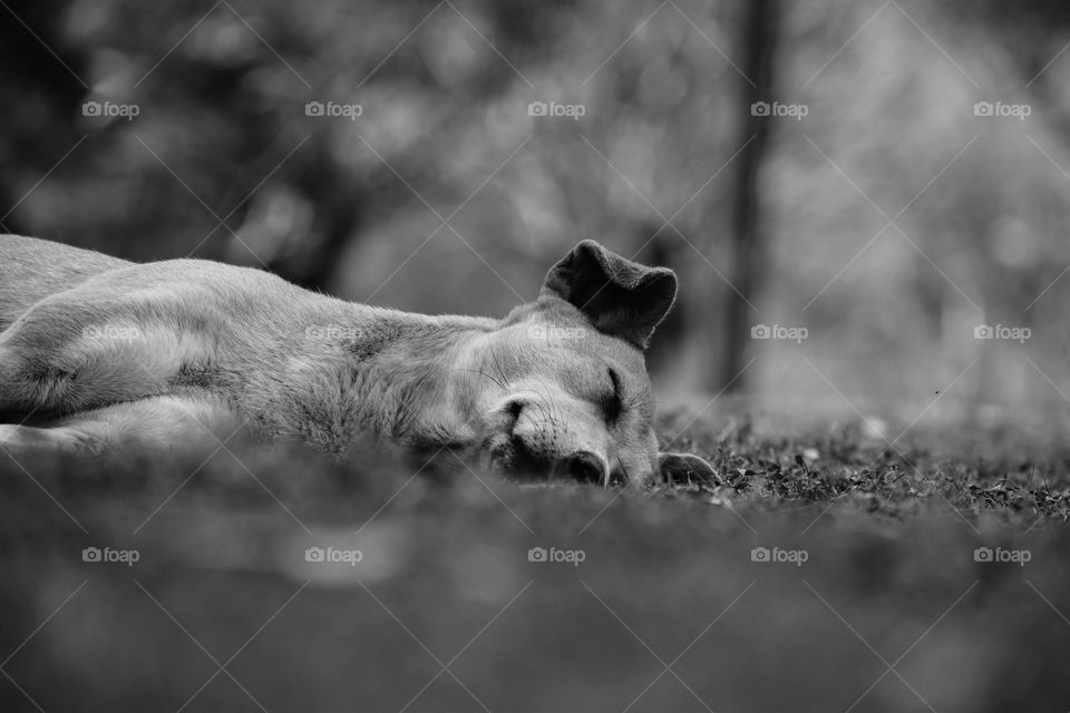 Dog, Mammal, Monochrome, Animal, Portrait