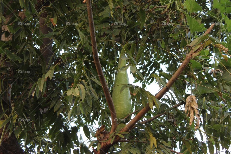 big vegis in tree