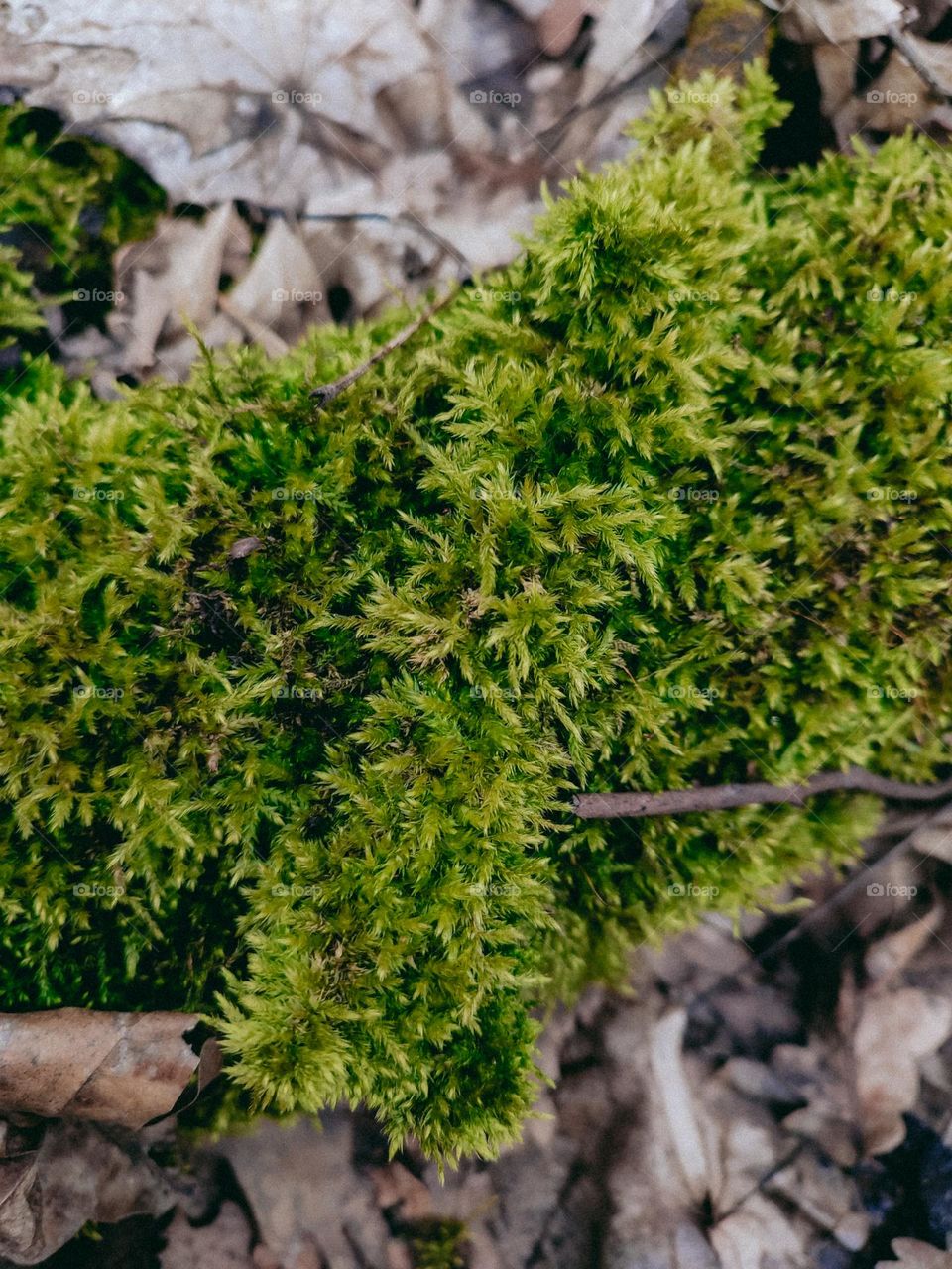 Green moss on the wooden log on the ground among fallen dried leaves in autumn forest