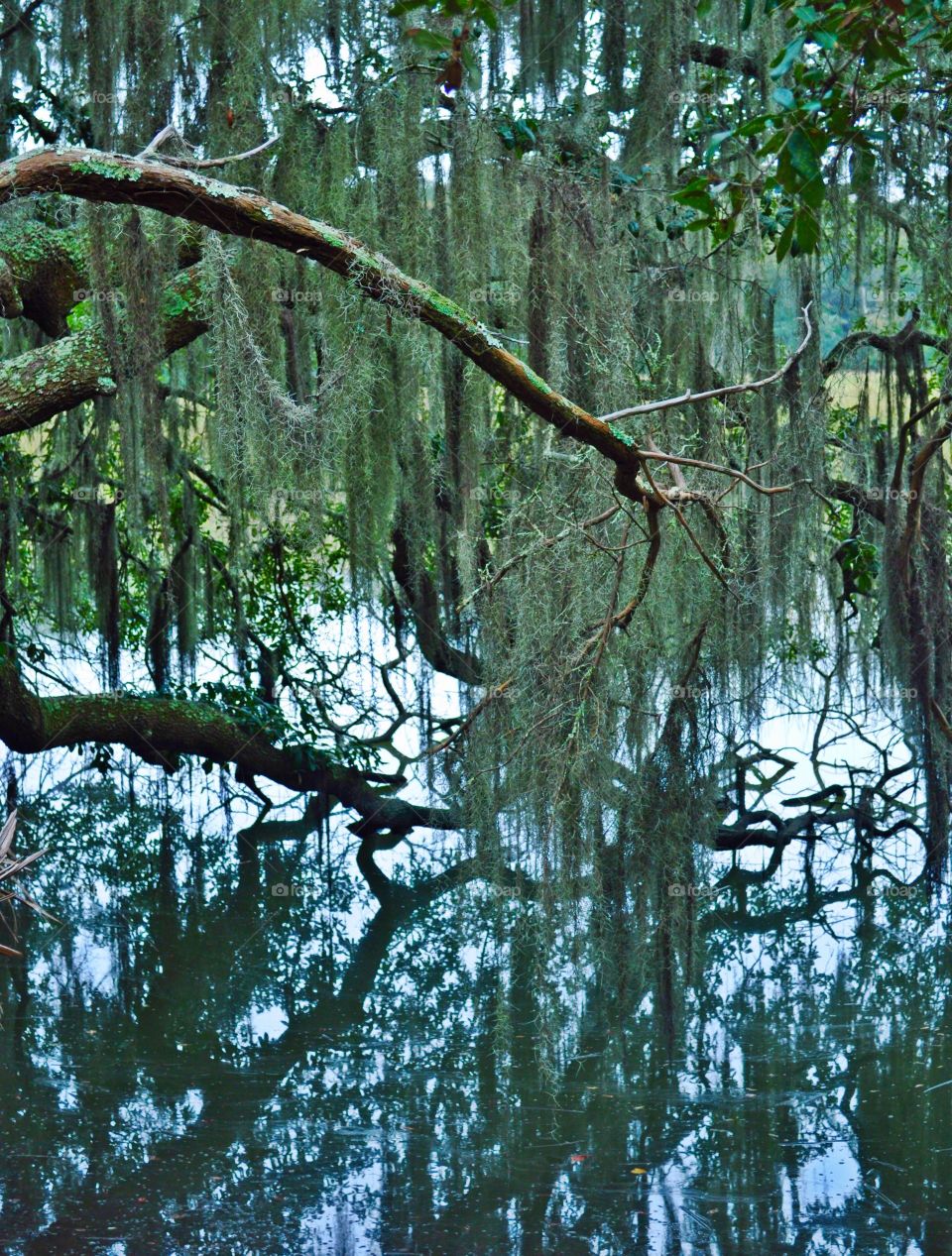 Reflection of old tree in water