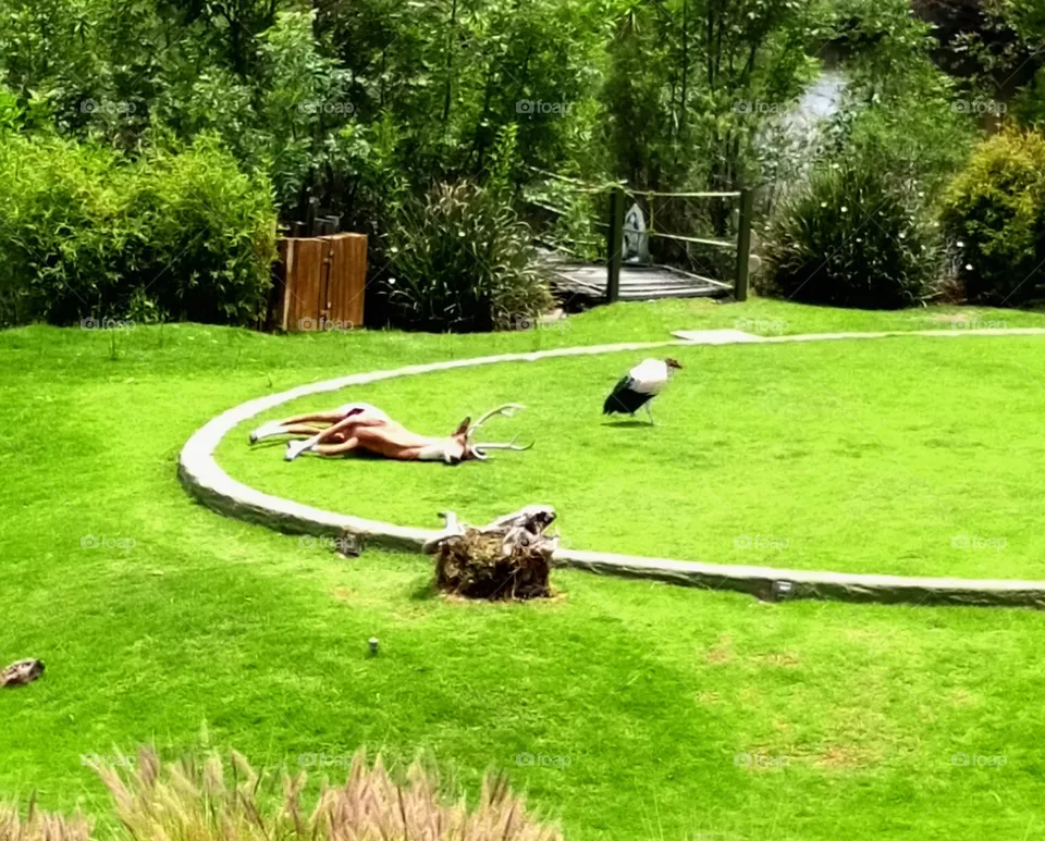 Animales exoticos