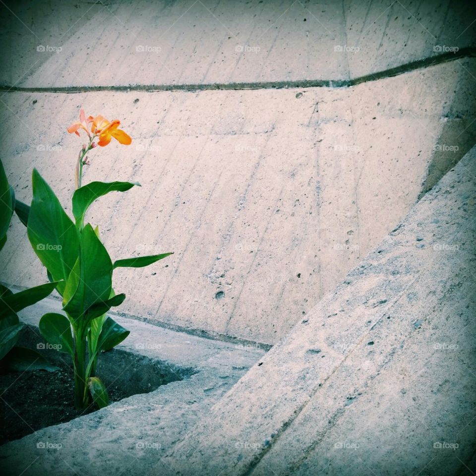 Beautiful flower blooming in a concrete jungle