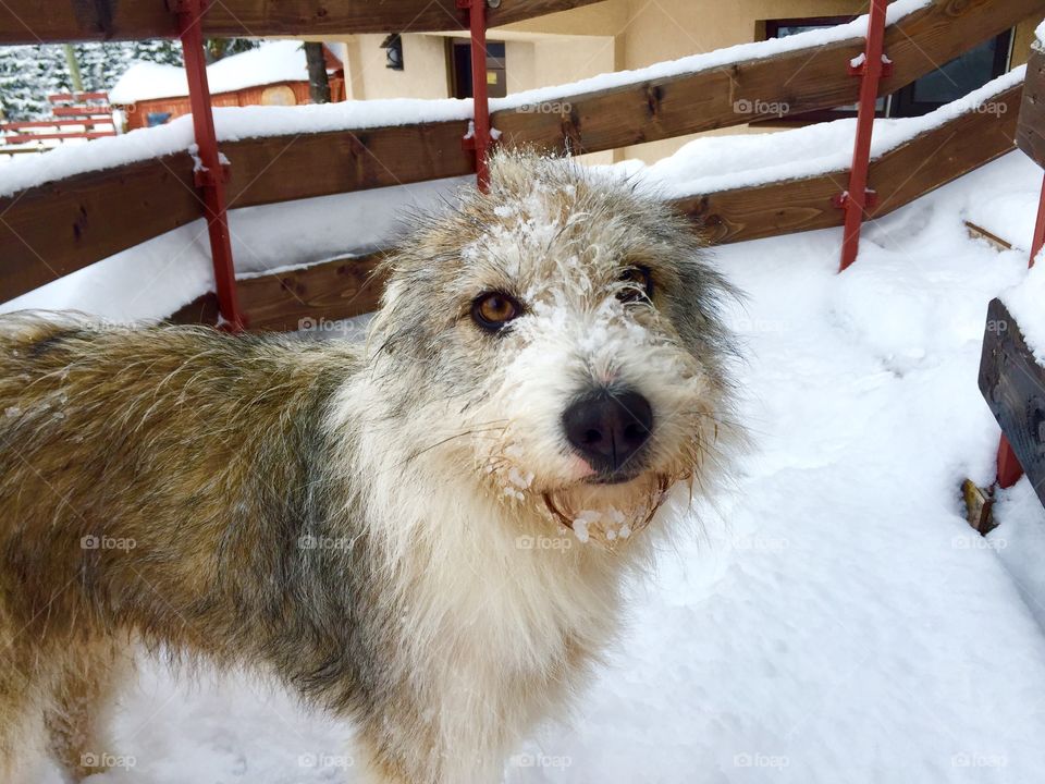 Dog in the snow