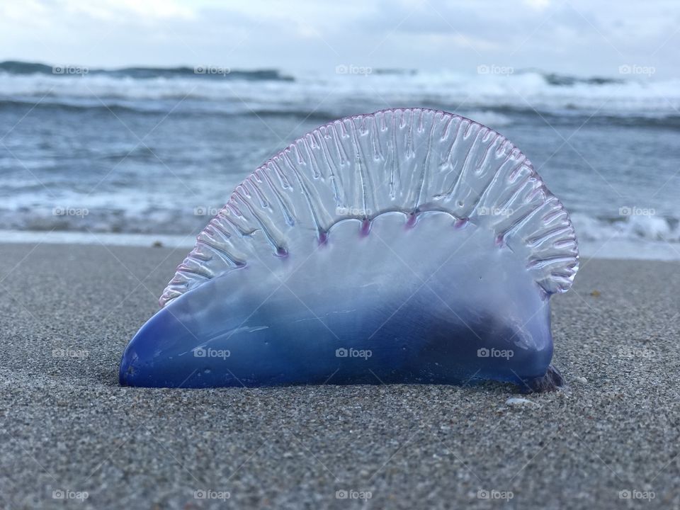 What a intriguing and complex sea creature this is. The Portuguese man o war is a complexity of thousands of small animals floating on this bubble. 