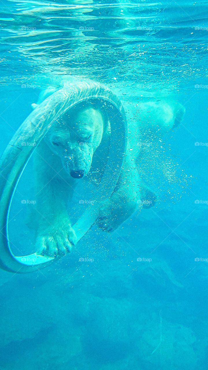 Polar bear swimming under water in the zoo