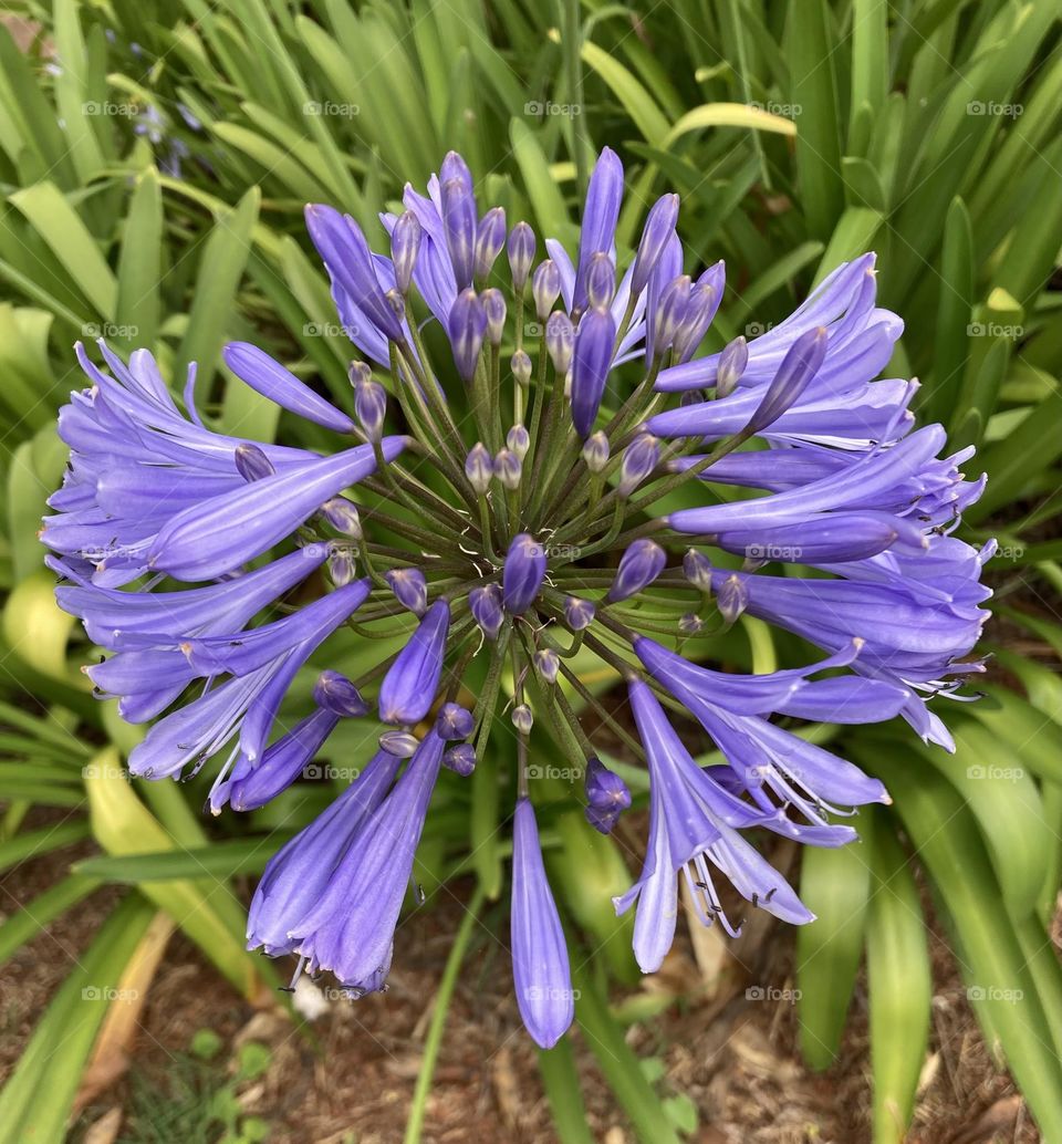 🌹 🇺🇸 Very beautiful flowers to brighten our day.  Live nature and its beauty. Did you like the delicate petals? / 🇧🇷 Flores muito bonitas para alegrar nosso dia. Viva a natureza e sua beleza. Gostaram das pétalas delicadas? 
