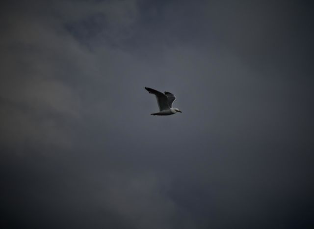 freedom