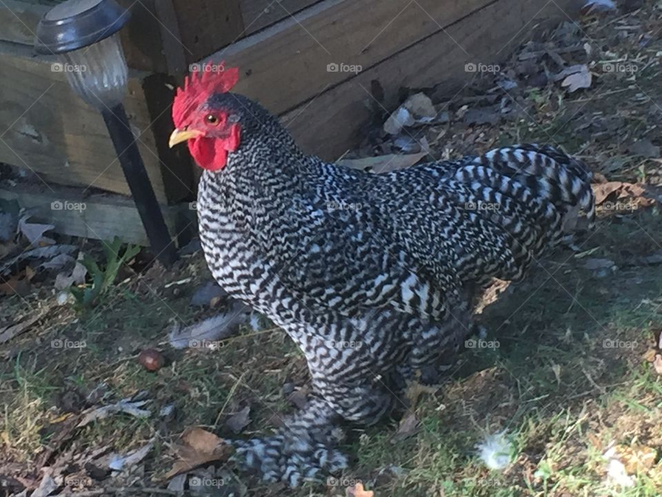 Blue Cochin bantam rooster 
