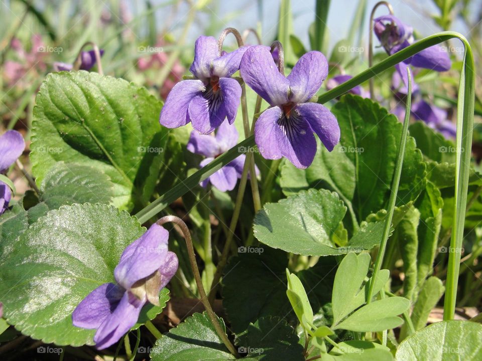 Spring violets