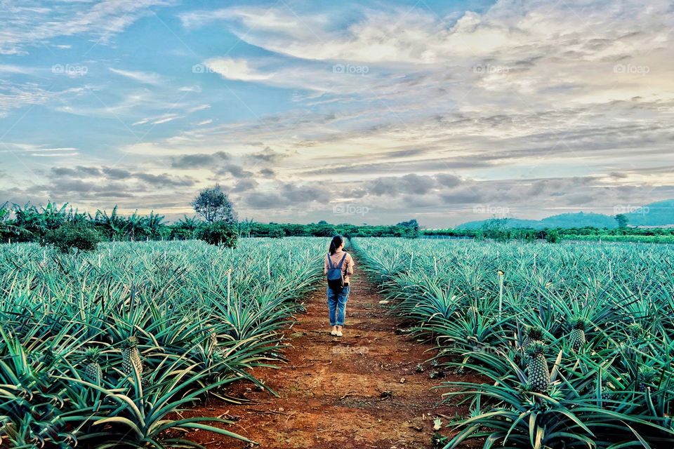 pineapple farm
