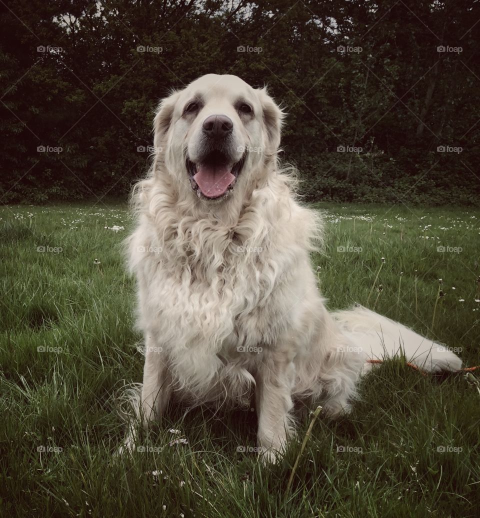 Dog, Pet, Animal, Canine, Mammal