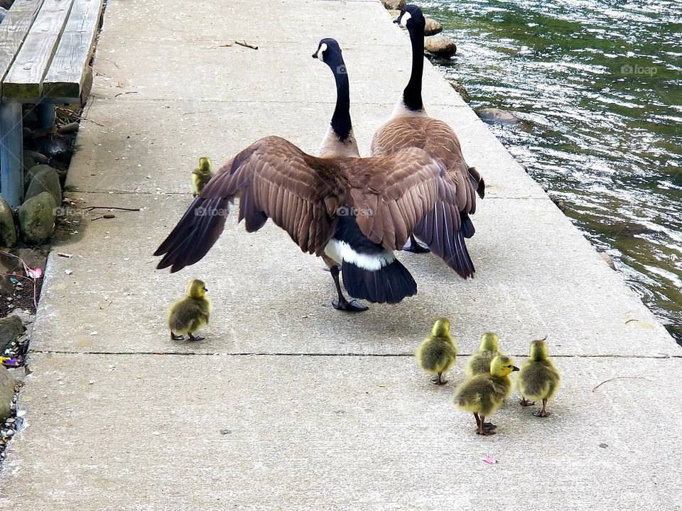 Adorable,  fluffy chicks seeking mothering of geese on the flowing river of downtown Gatlinburg, Tennessee,  pure spring.