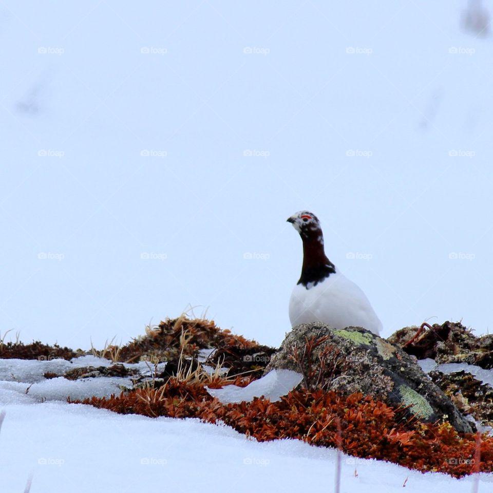 A lonely grouse